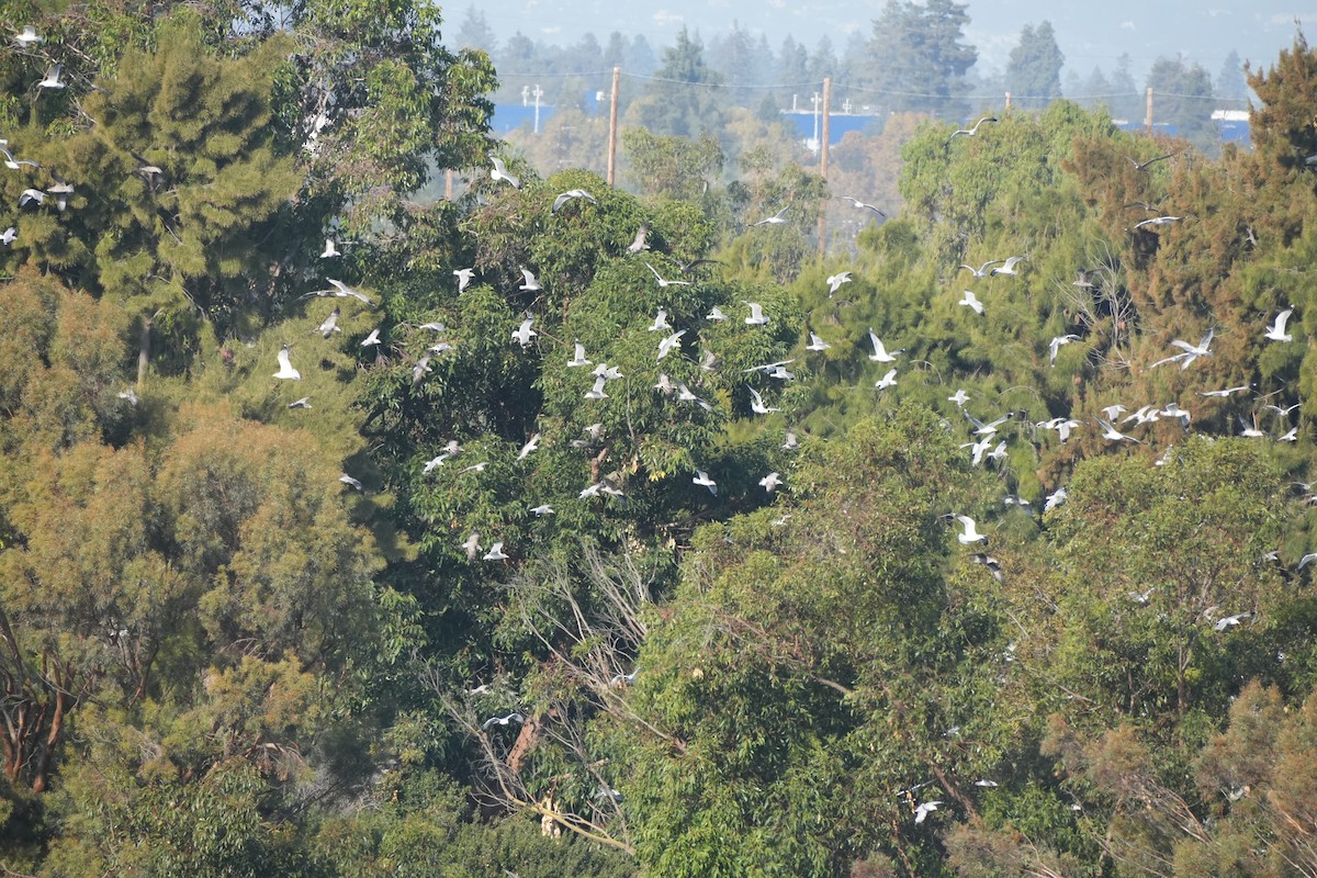 gull sp. - ML644489893