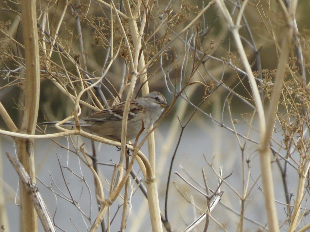 Hudson Körfezi Serçesi - ML644489894