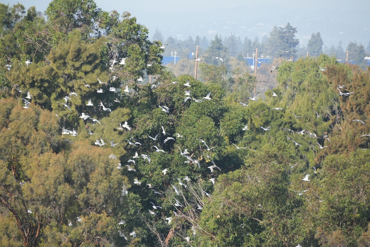 gull sp. - ML644489899