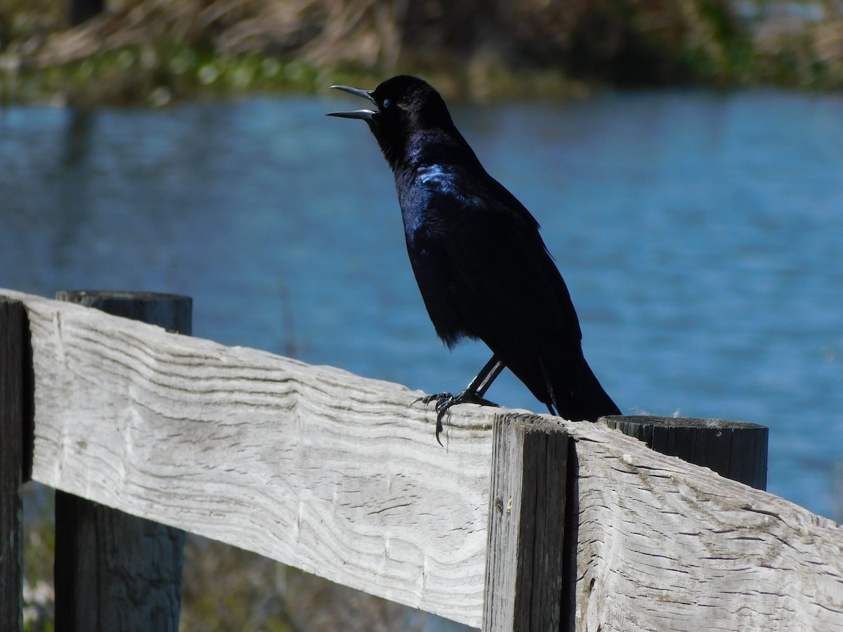Quiscale des marais - ML644489906