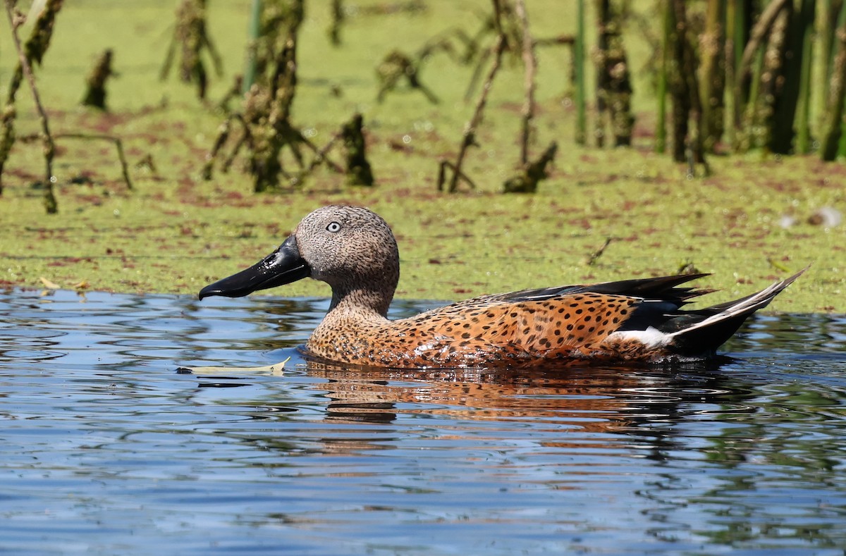 Red Shoveler - ML644489911