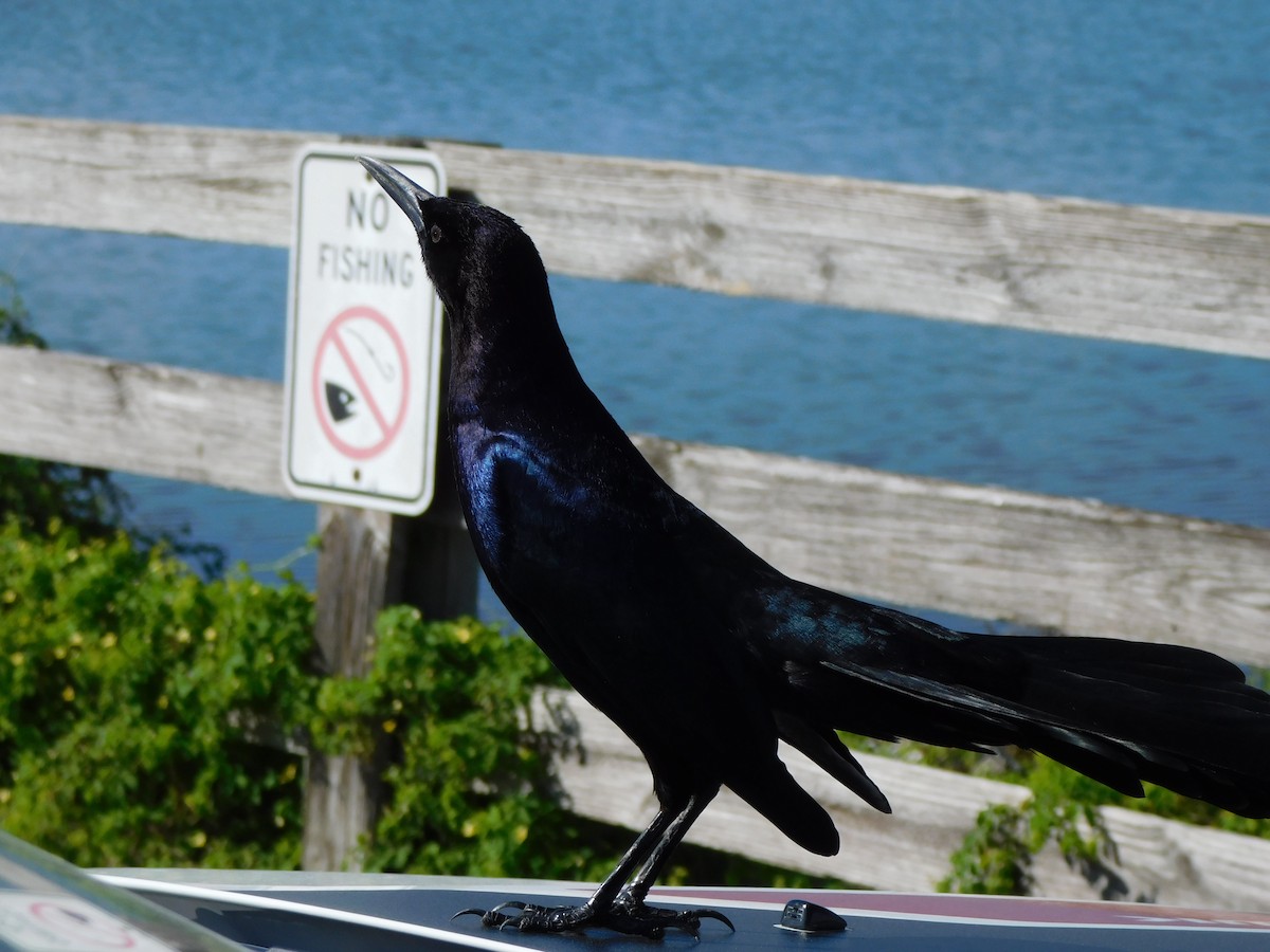 Quiscale des marais - ML644489919