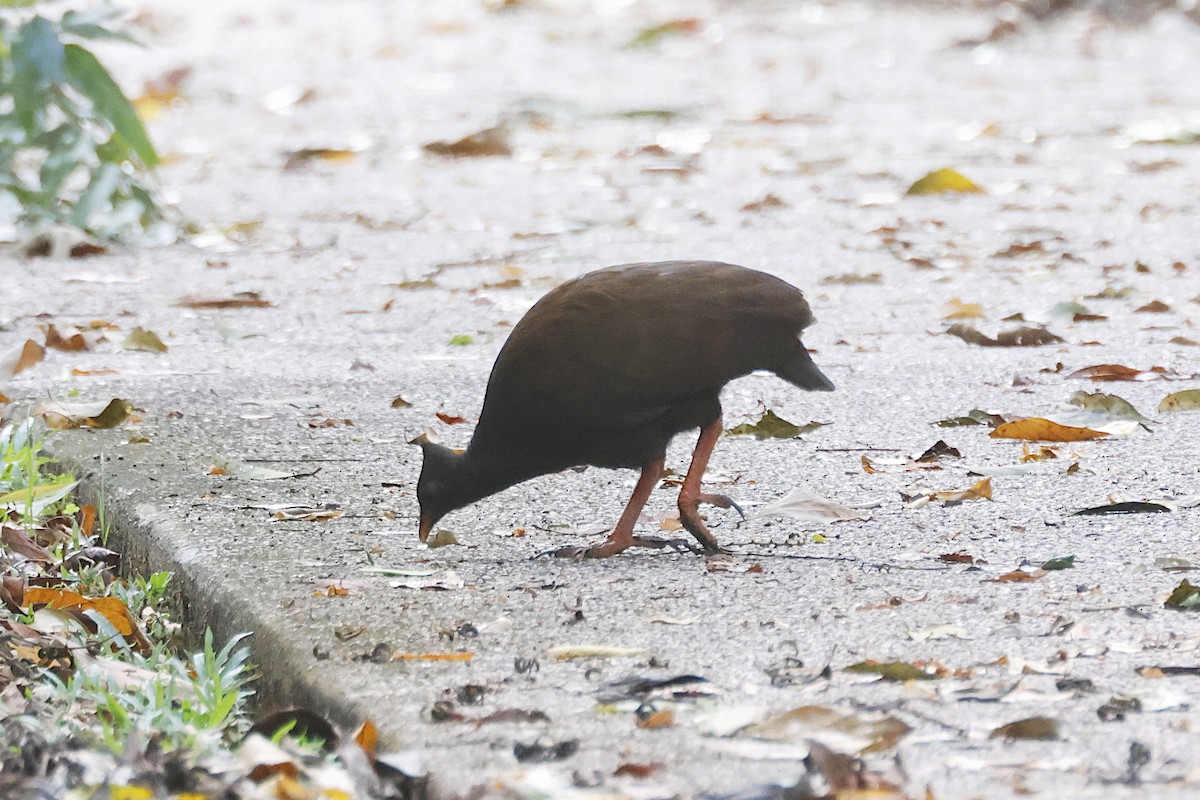 Mégapode de Reinwardt - ML644489922