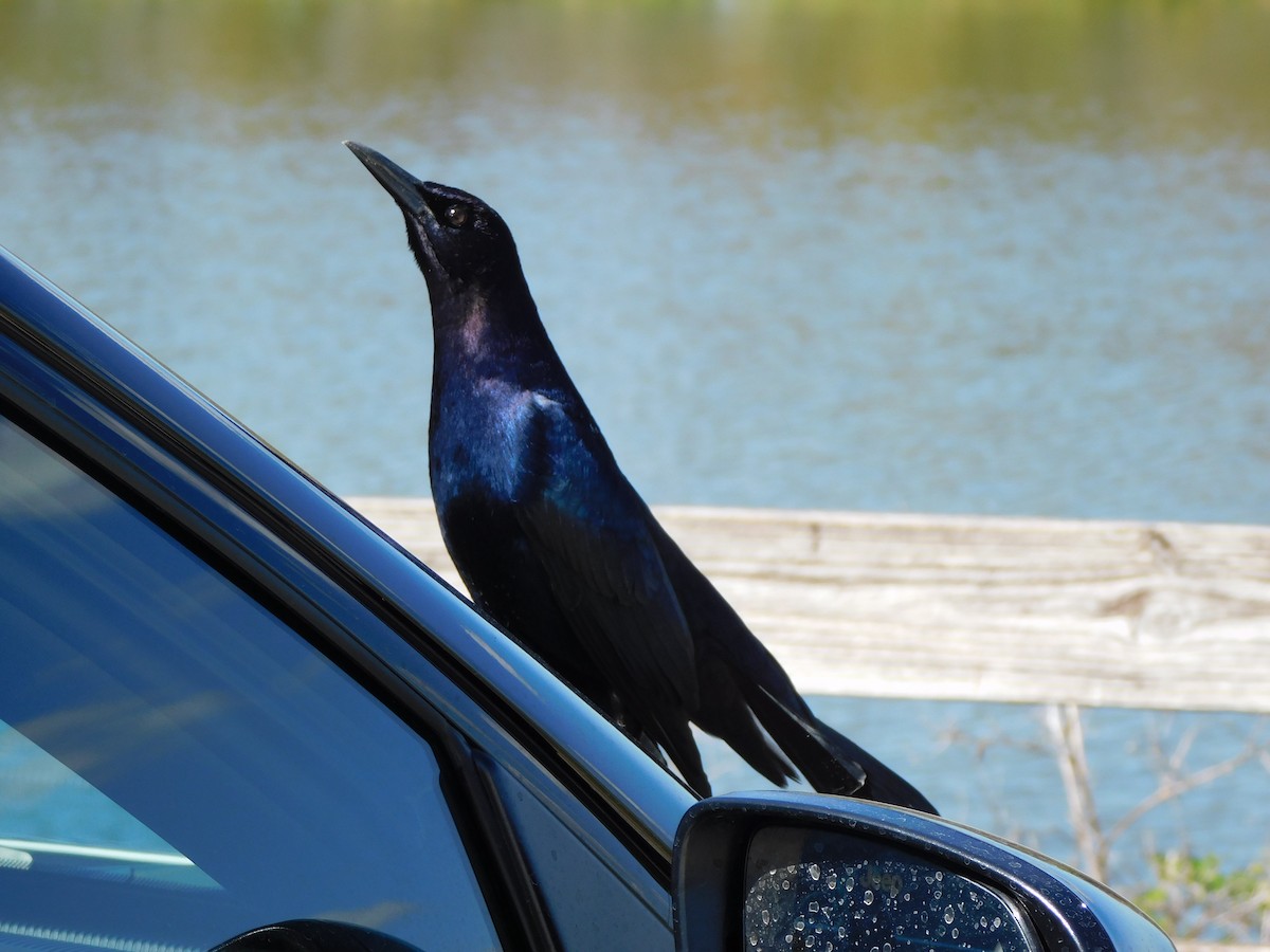 Quiscale des marais - ML644489923