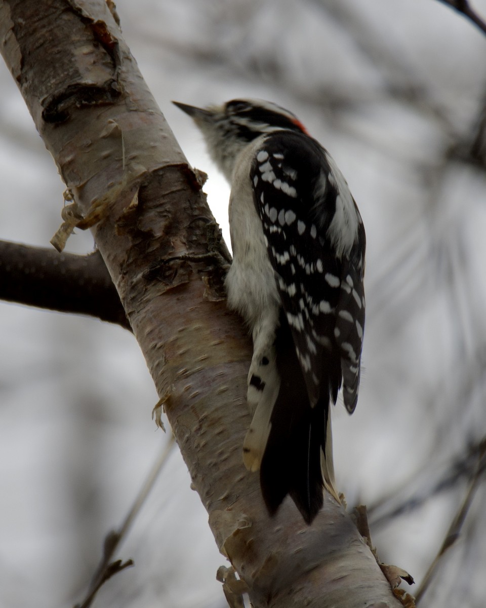 dunspett - ML644489925