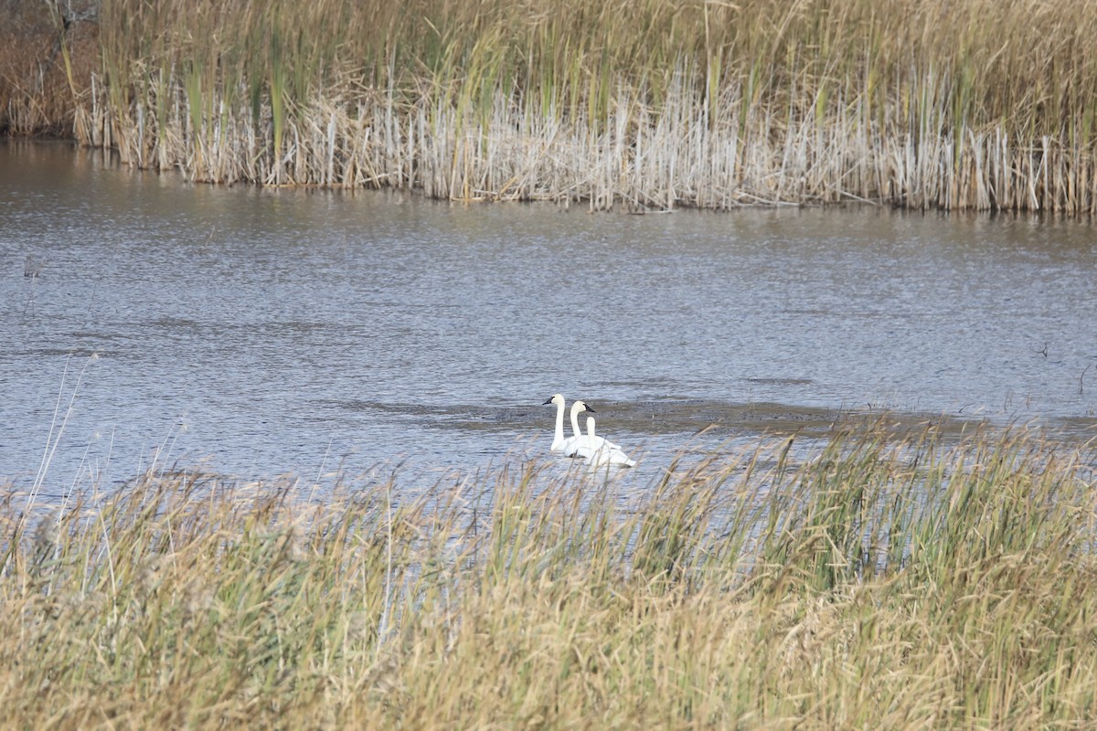 Beltxarga txistularia - ML644489928