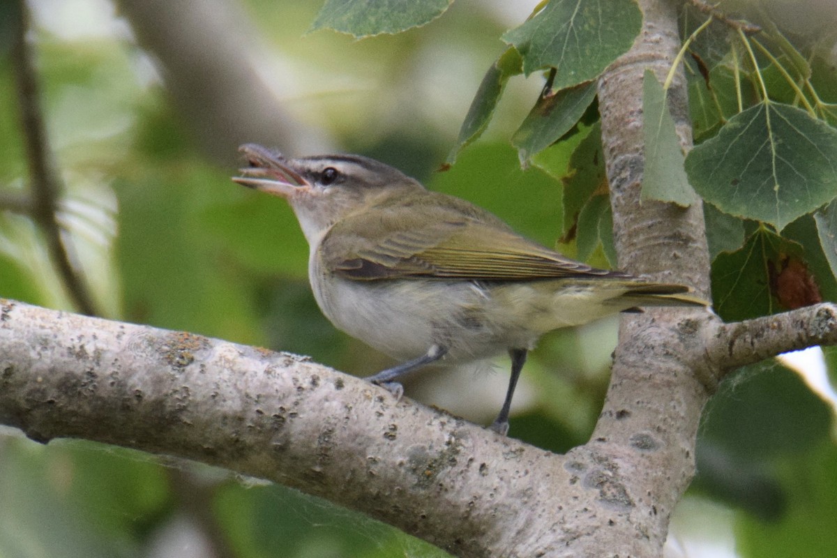 アカメモズモドキ - ML644489932