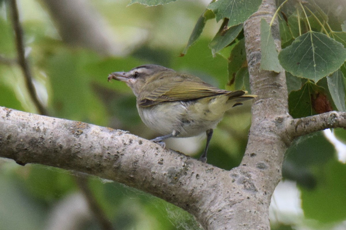 アカメモズモドキ - ML644489933