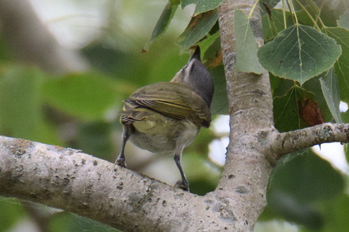 アカメモズモドキ - ML644489934