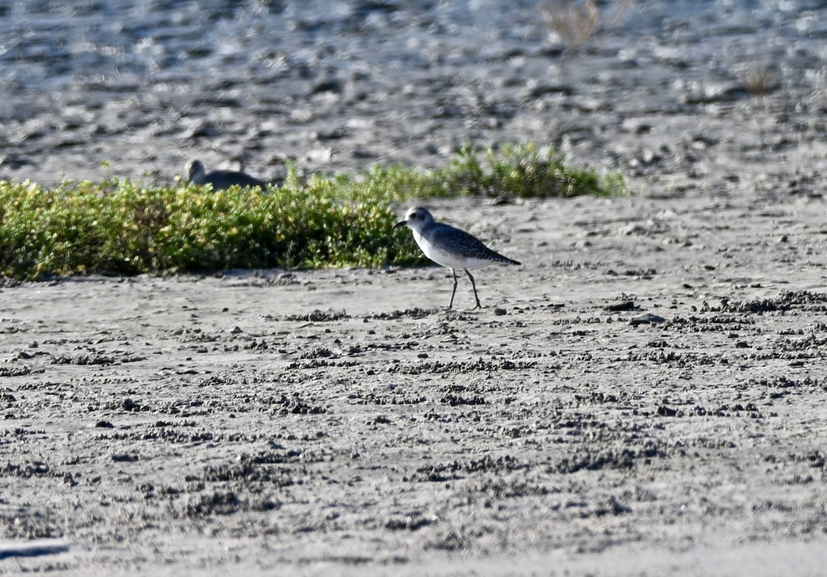 Black-bellied Plover - ML644489936