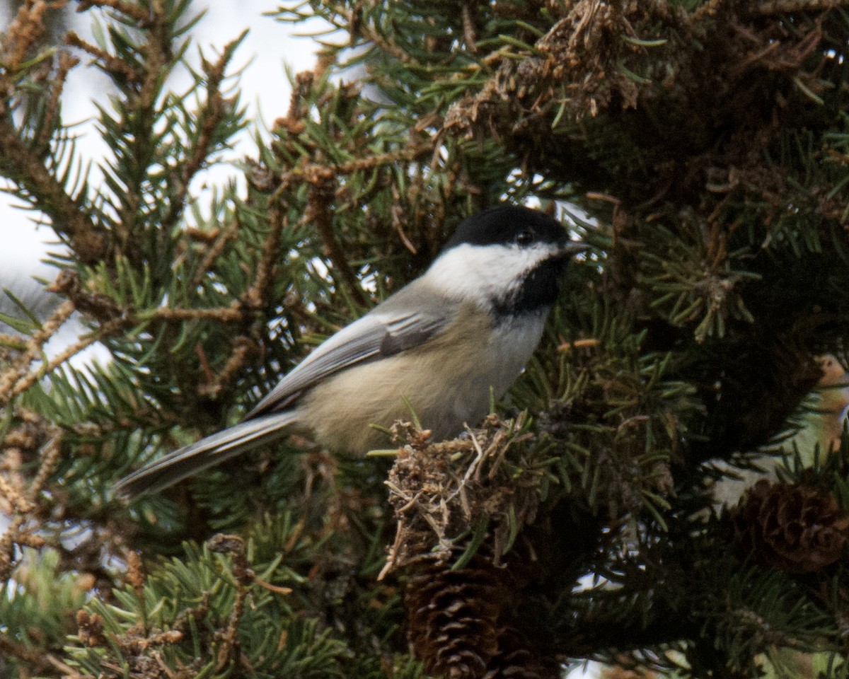 Amerika Baştankarası - ML644489937