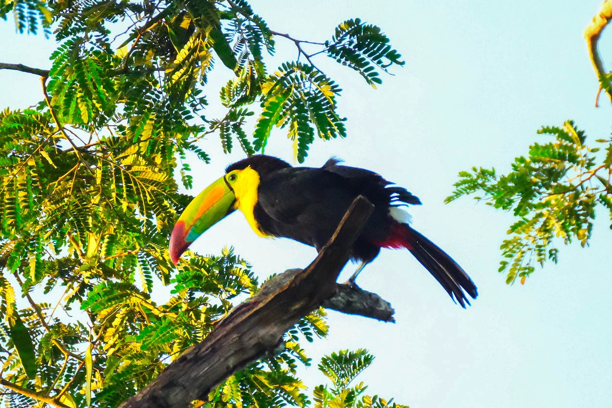 Keel-billed Toucan - ML644489938