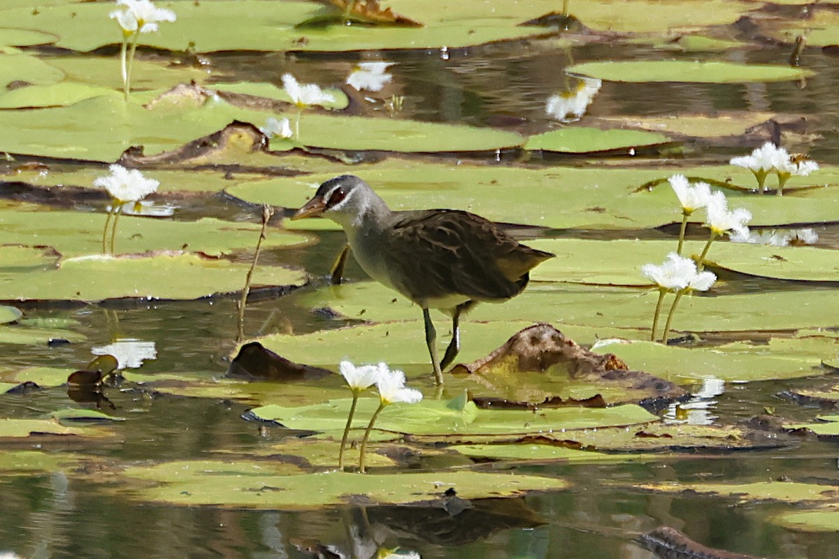 chřástal popelavý - ML644489947