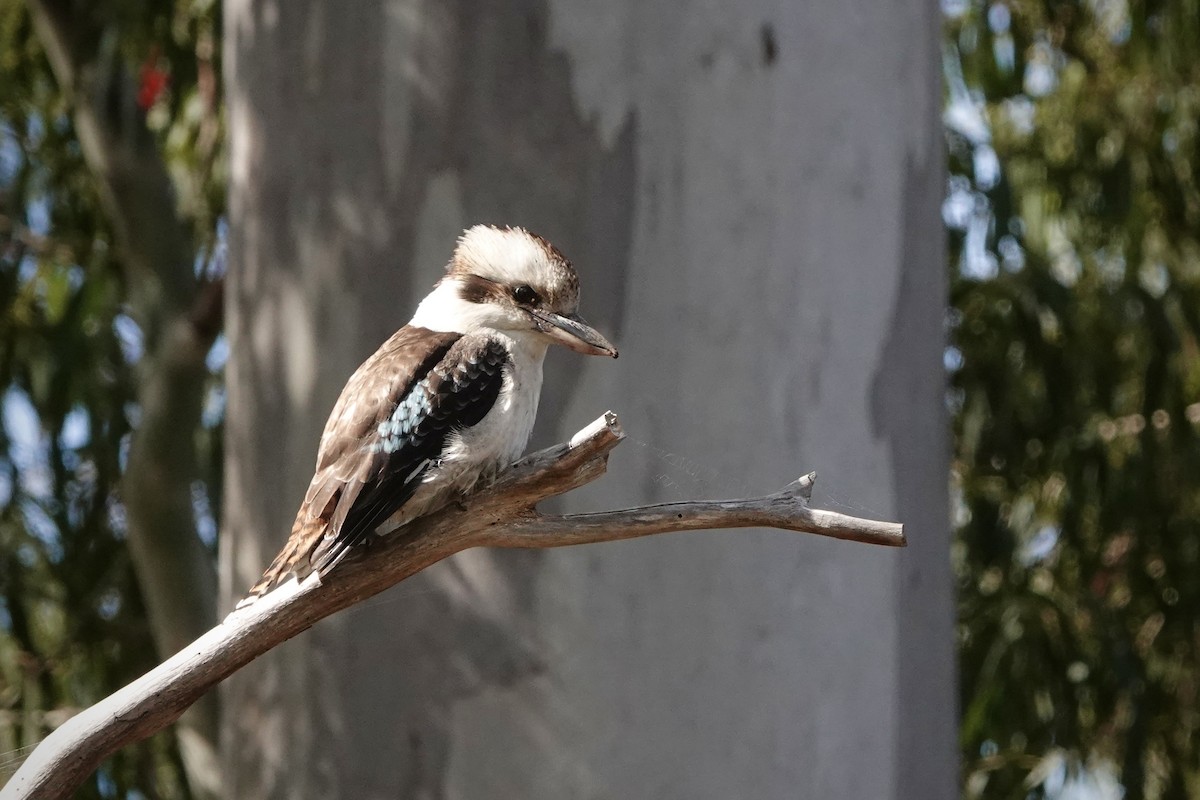Laughing Kookaburra - ML644489952