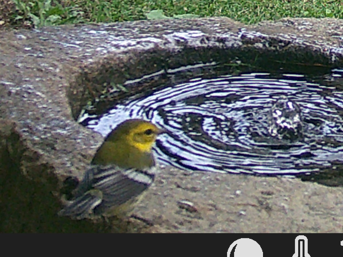 Black-throated Green Warbler - ML644489953