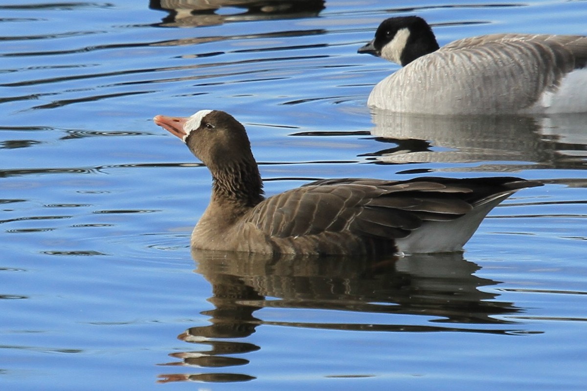 husa běločelá (ssp. gambelli/sponsa) - ML644489975