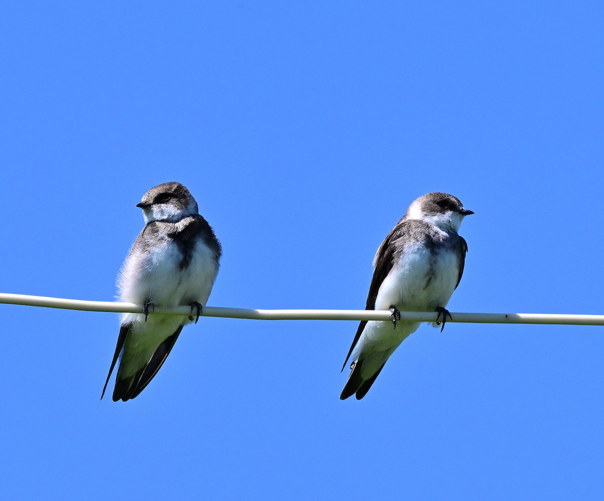 Bank Swallow - ML644489977
