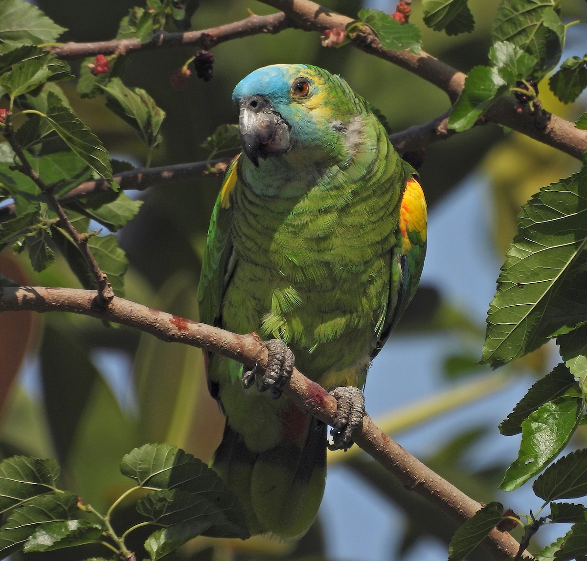 blåpanneamazon - ML644489978