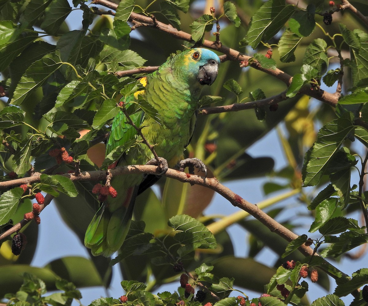blåpanneamazon - ML644489979