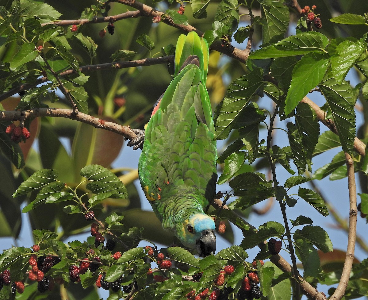 blåpanneamazon - ML644489981