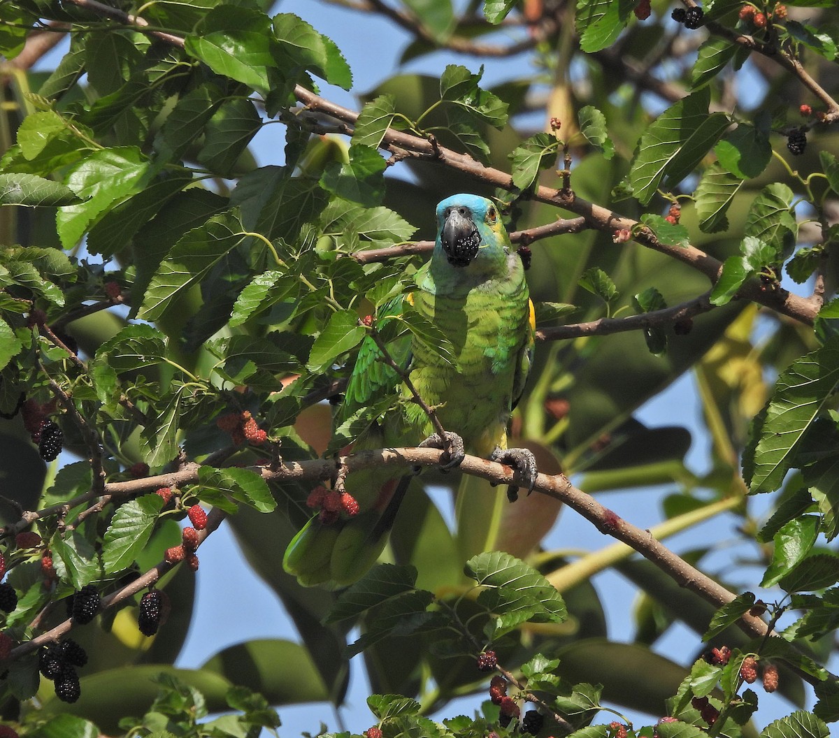 blåpanneamazon - ML644489982