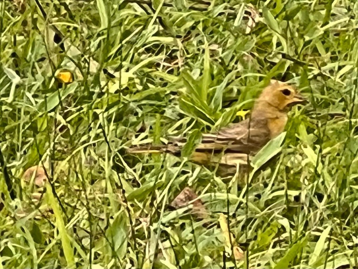 Saffron Finch - ML644489988