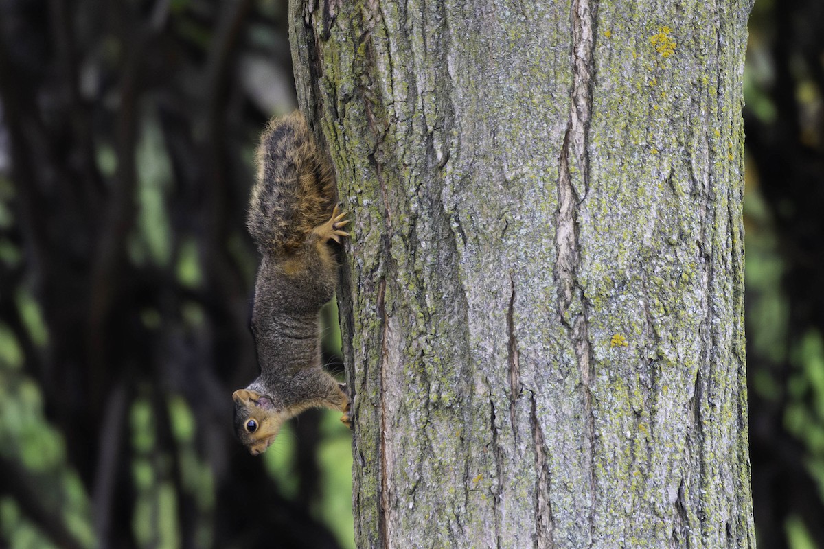 American Red Squirrel - ML644490011