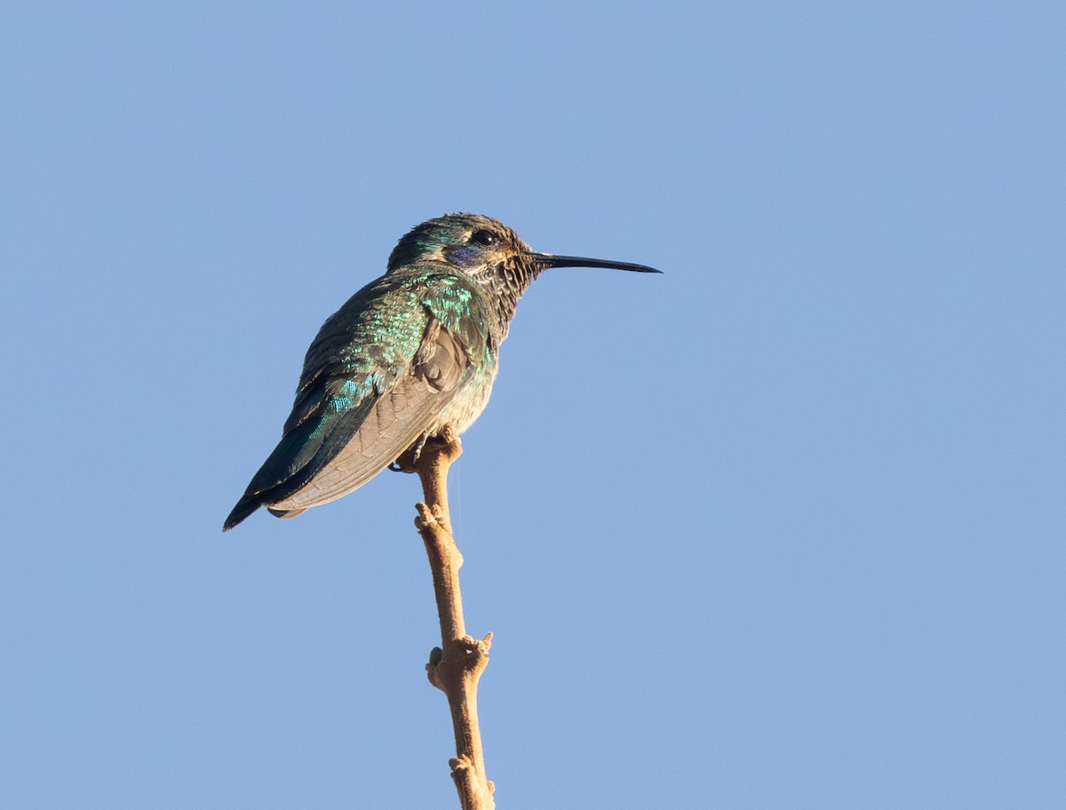 シロハラハチドリ - ML644490038