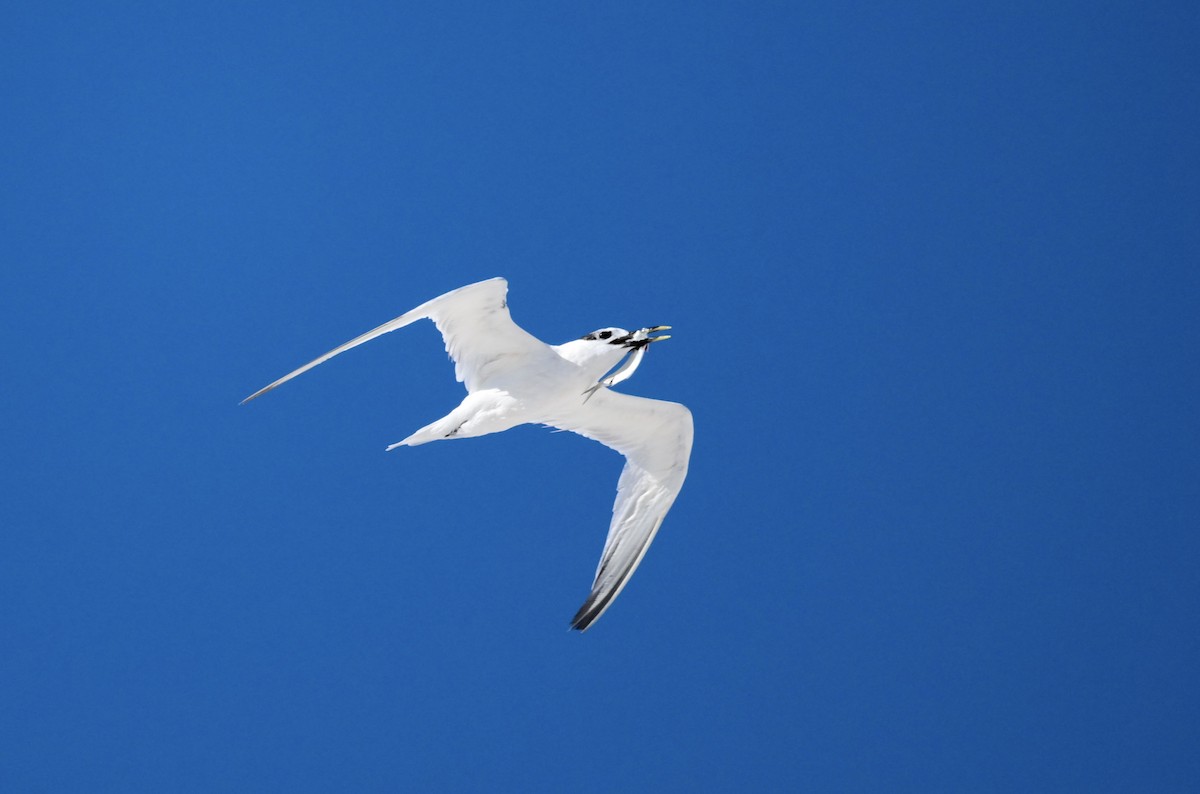 Sandwich Tern - ML644490039