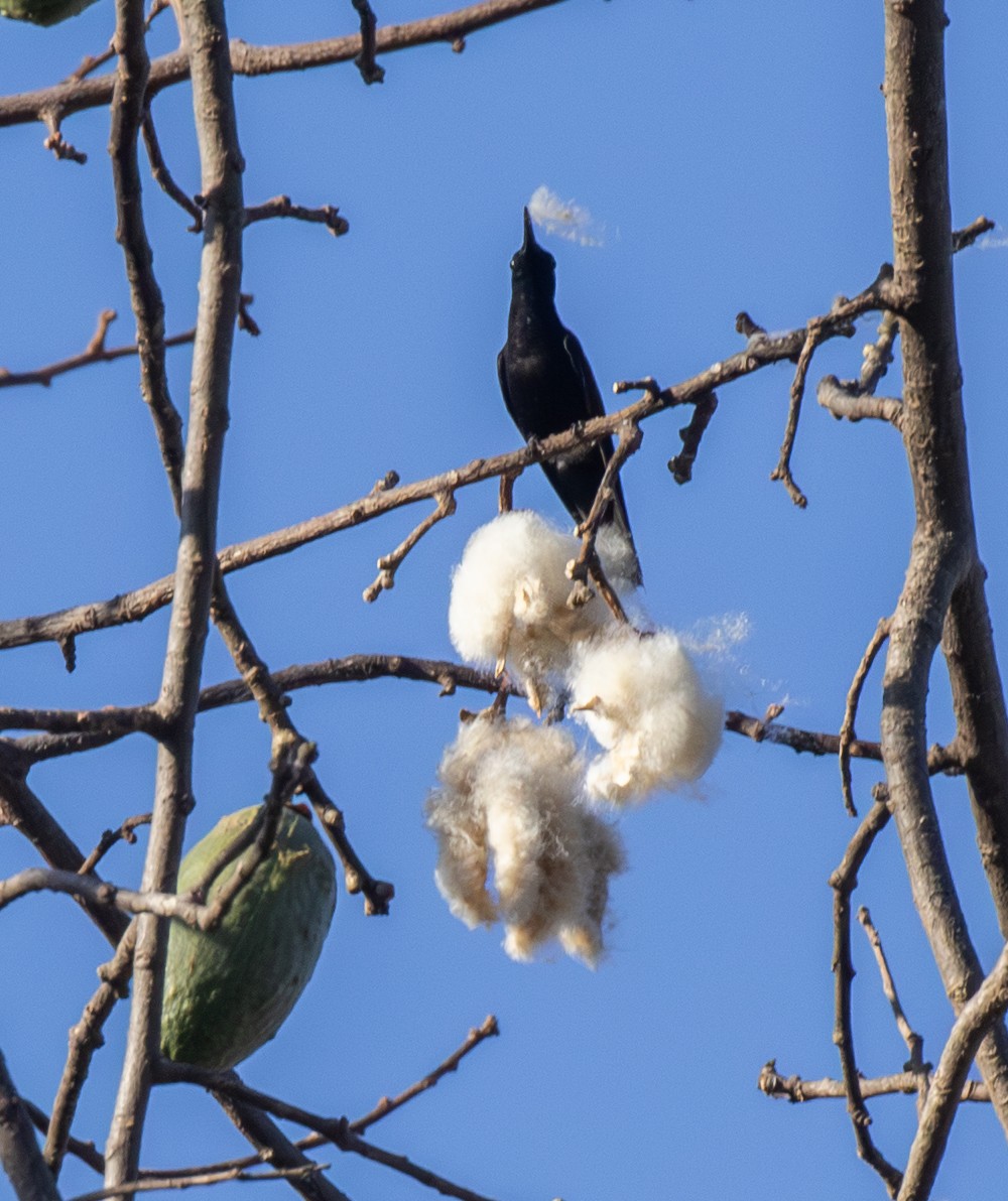 Black Jacobin - ML644490046