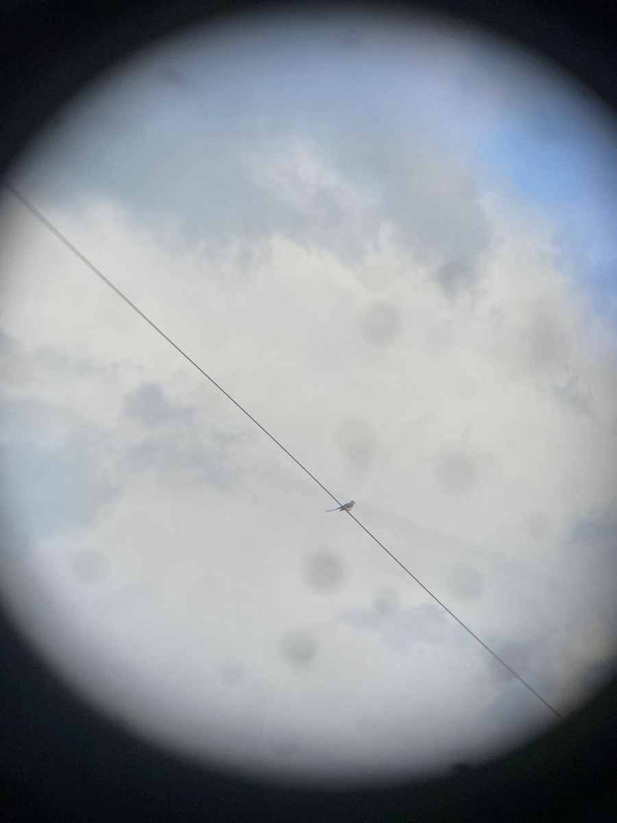 Scissor-tailed Flycatcher - ML644490047