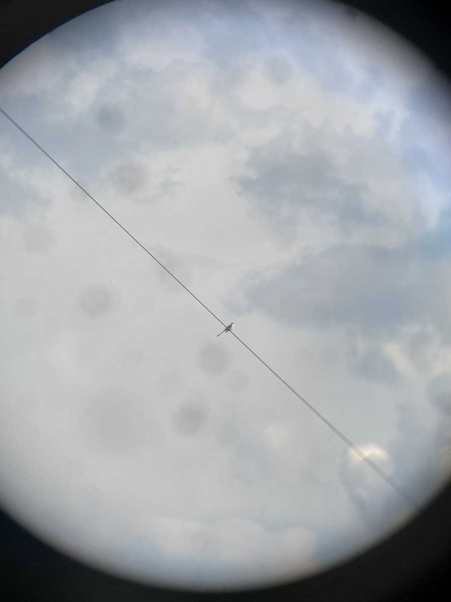 Scissor-tailed Flycatcher - ML644490048