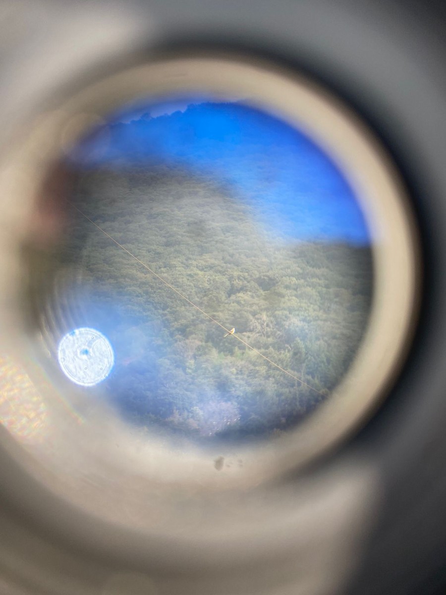 Scissor-tailed Flycatcher - ML644490049