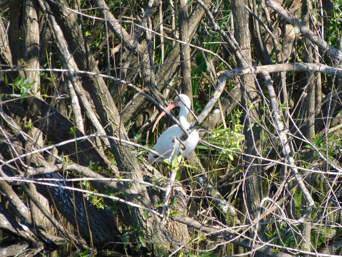 Corocoro Blanco - ML644490051
