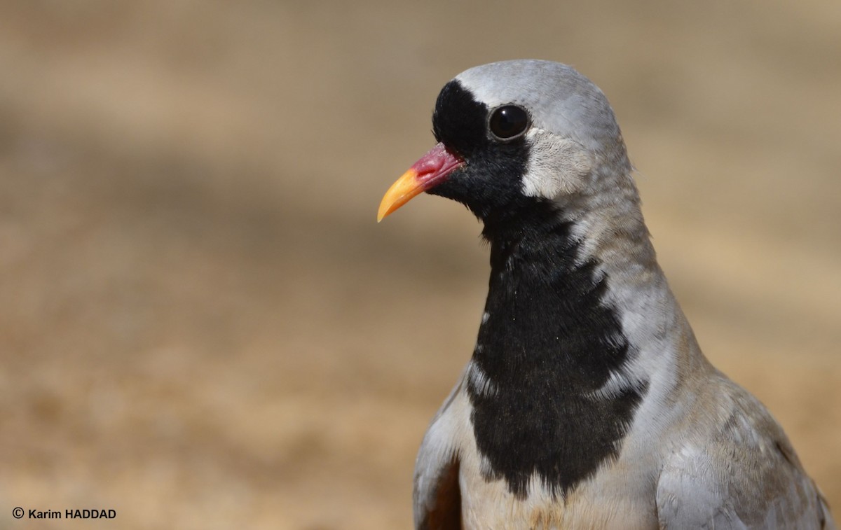 Namaqua Dove - ML644490054