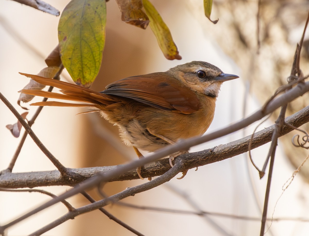 Ochre-cheeked Spinetail - ML644490056