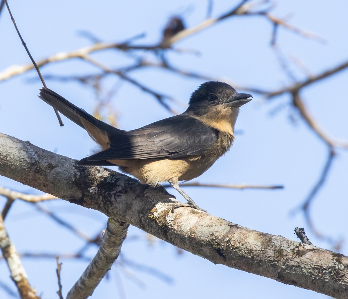 Crested Becard - ML644490057