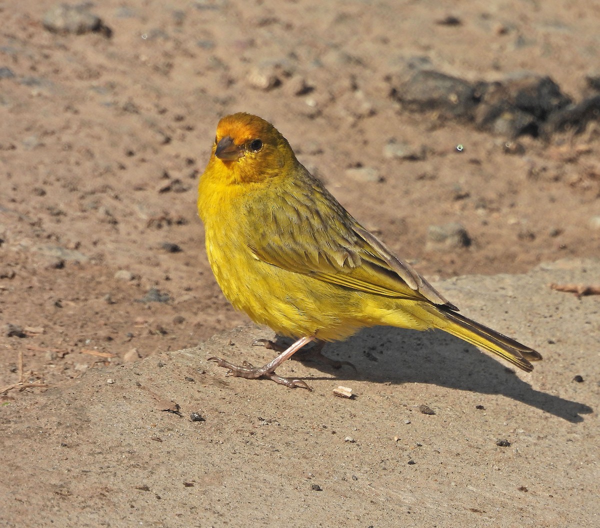 Saffron Finch - ML644490058