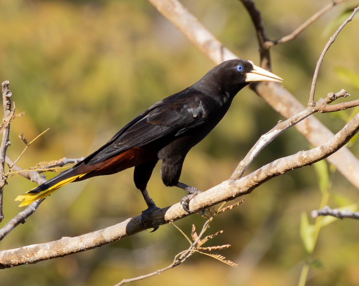 カンムリオオツリスドリ - ML644490067