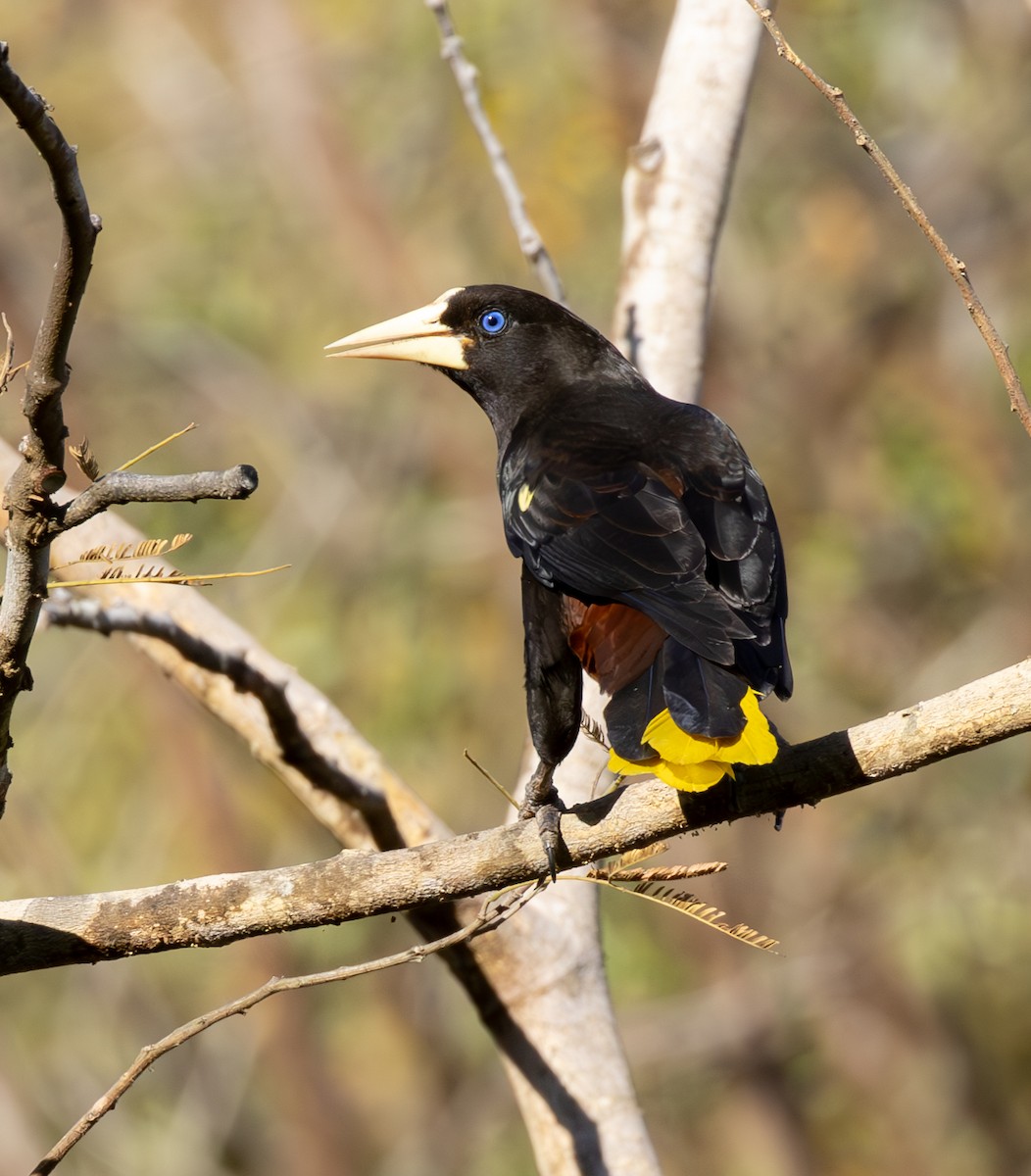 カンムリオオツリスドリ - ML644490068