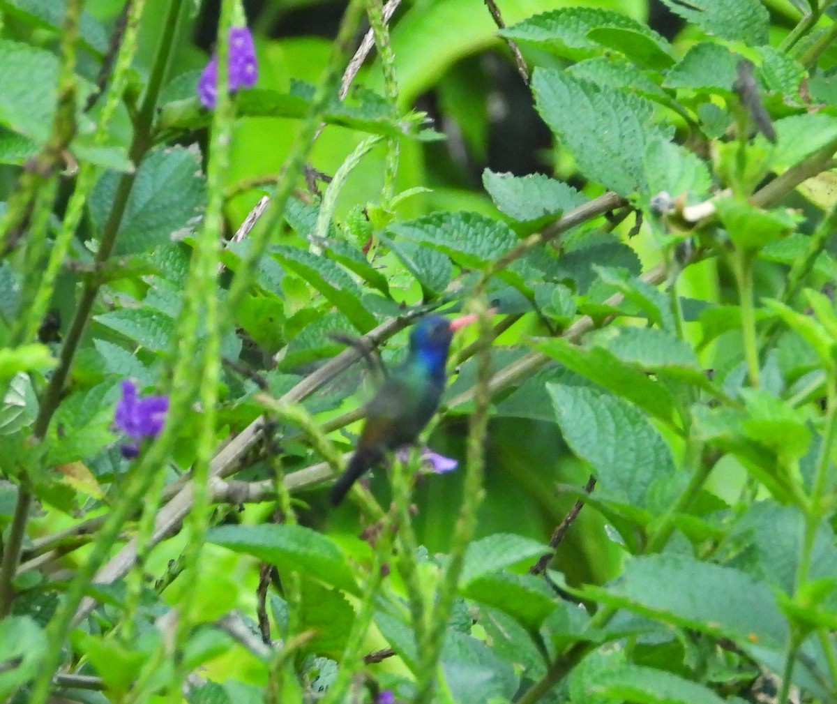 Weißkinn-Saphirkolibri - ML644490070