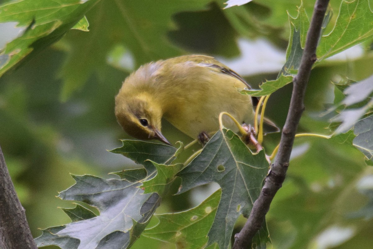 møllparula - ML644490075