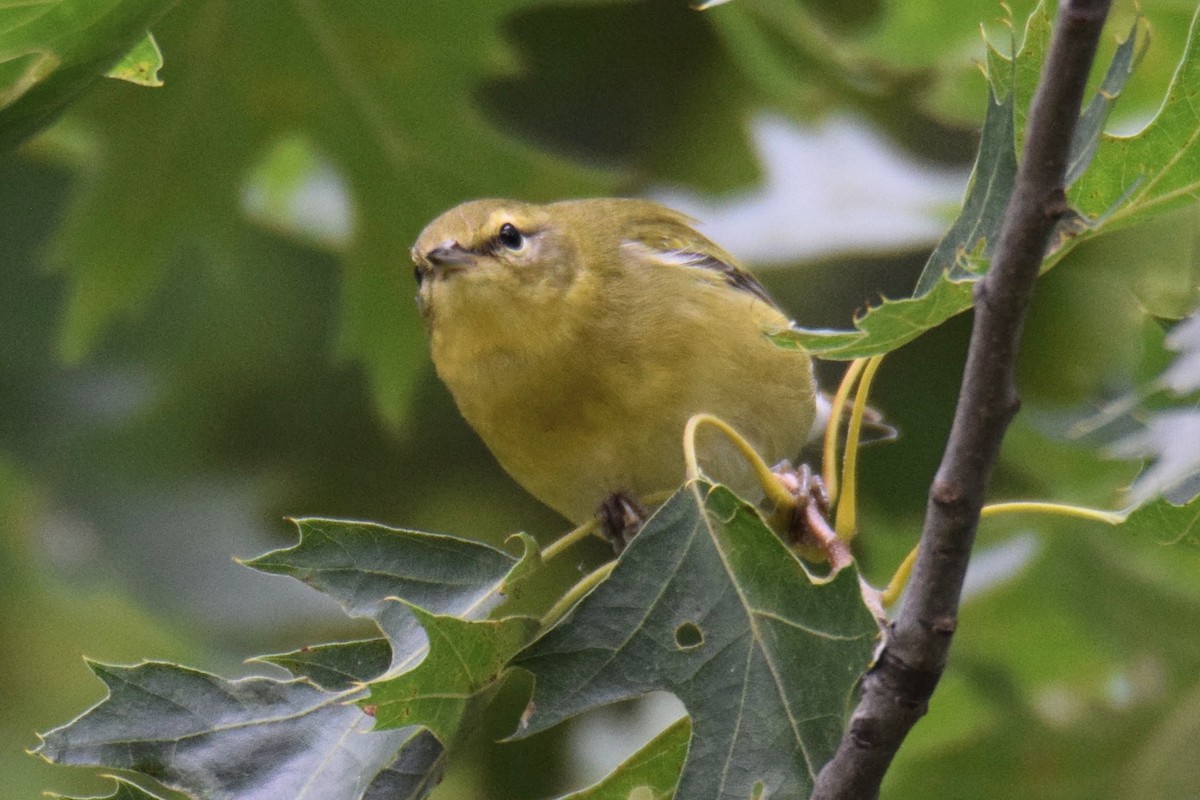 møllparula - ML644490076