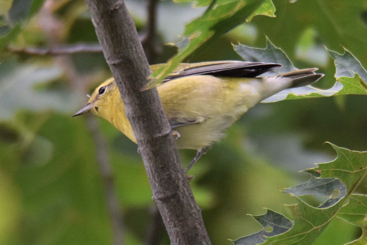 møllparula - ML644490077