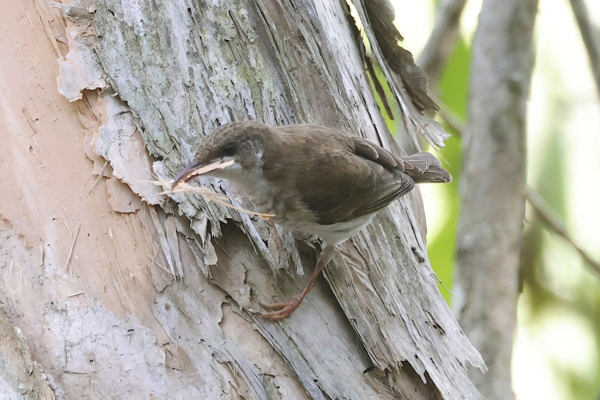 Brown-backed Honeyeater - ML644490093