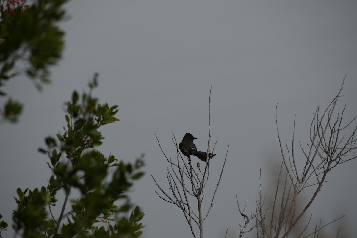 Black Phoebe - ML644490106