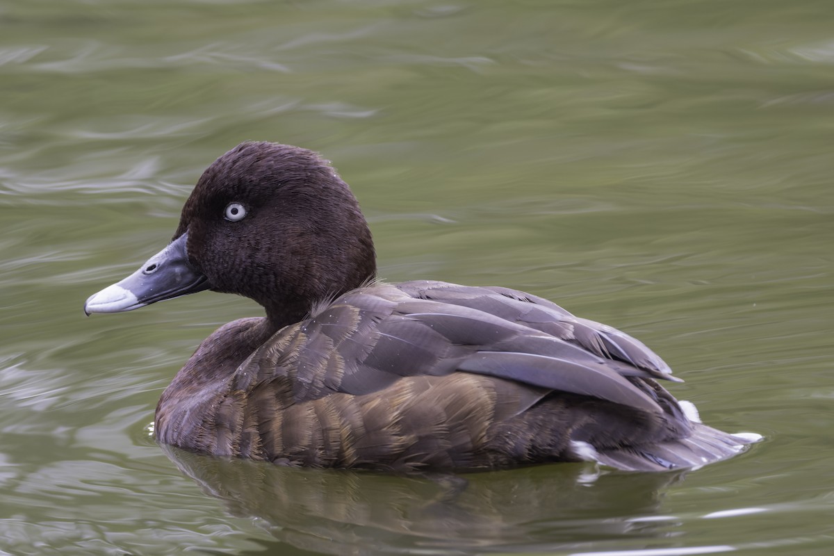 Hardhead - ML644490107