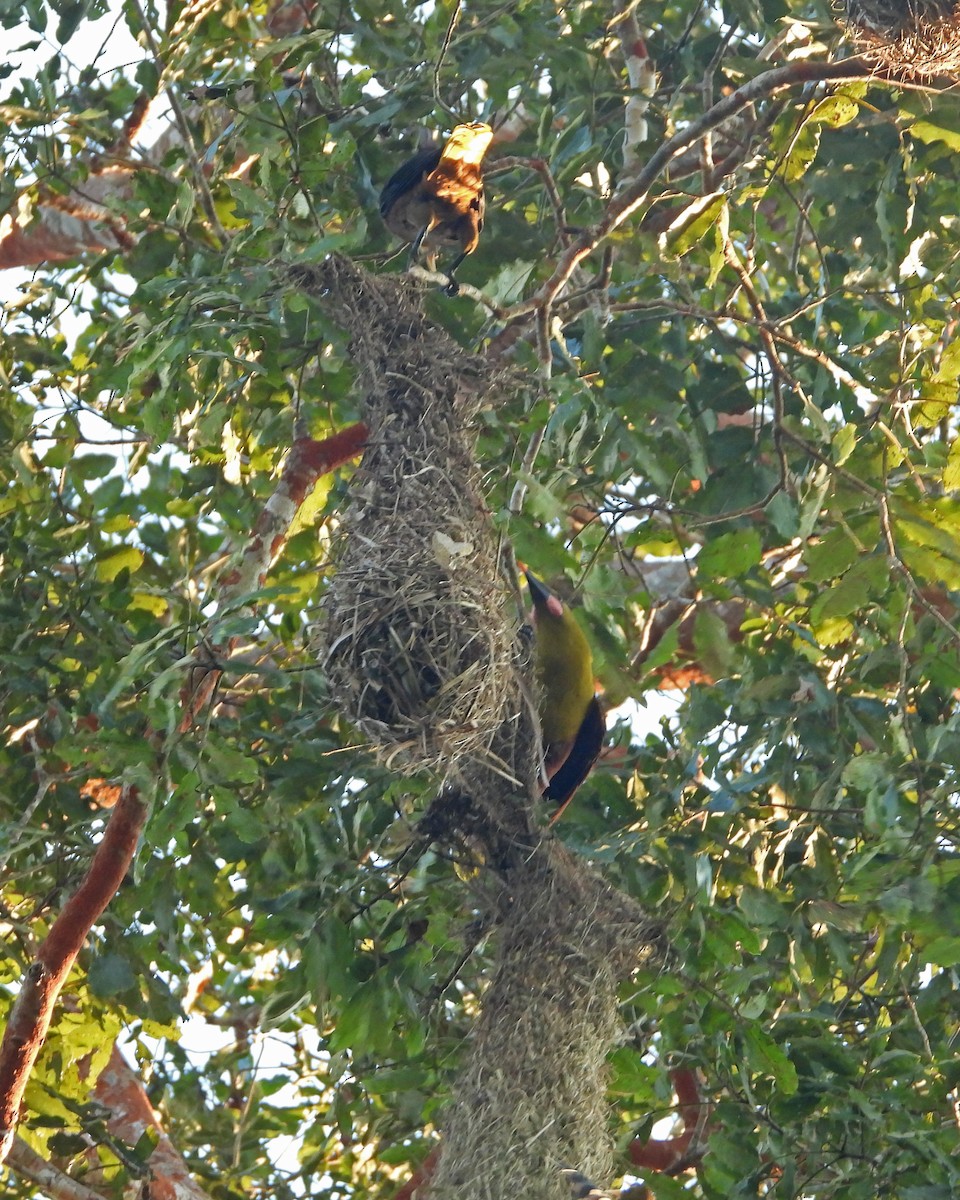Amazon Oropendulası - ML644490108