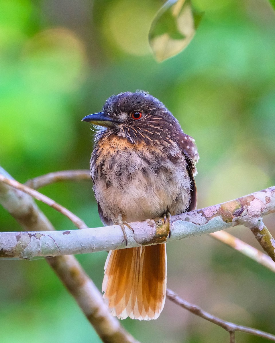 White-whiskered Puffbird - ML644490111