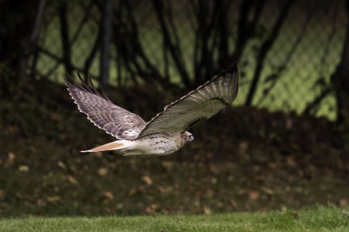 Red-tailed Hawk - ML644490115